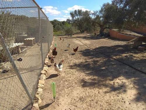 imagen 4 de Venta de casa rural con terreno en Flix