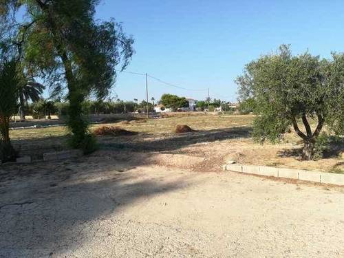 imagen 2 de Venta de finca rústica con casa de campo en Elche