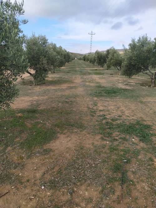imagen 2 de Venta e finca olivar y calma riego en Dehesas de Guadix