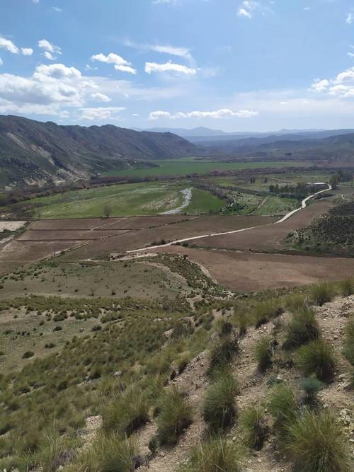 imagen 3 de Venta e finca olivar y calma riego en Dehesas de Guadix