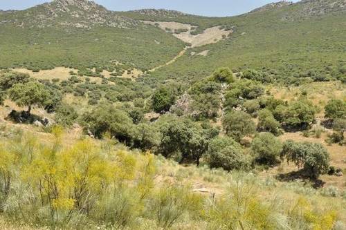 imagen 1 de Venta de finca de caza en Hoyo de Mestanza