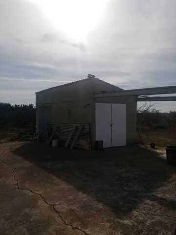 imagen 2 de Venta de finca de olivos con caseta en sa Pobla