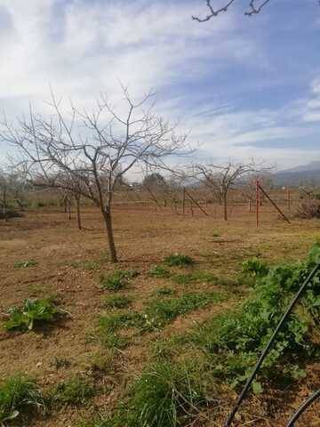 imagen 1 de Venta de finca de olivos con caseta en sa Pobla