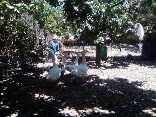 imagen 3 de Venta de espectacular casa de campo con piscina en Niguelas