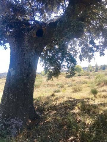 imagen 4 de Venta de finca en Aldea del Fresno (Madrid)