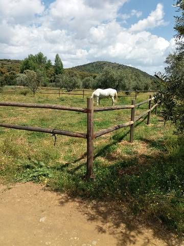 imagen 5 de Venta de finca con vivienda, luz y agua en Villaviciosa de Córdoba