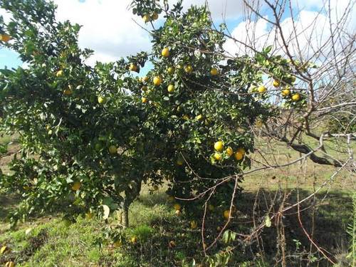 imagen 2 de Venta de finca de olivos en Rociana del Condado (Huelva)