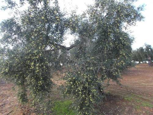 imagen 3 de Venta de finca de olivos en Rociana del Condado (Huelva)
