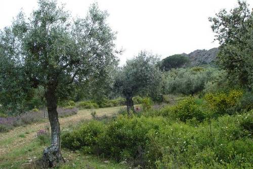 imagen 2 de Venta de finca con vivienda en Camino de la Zarza