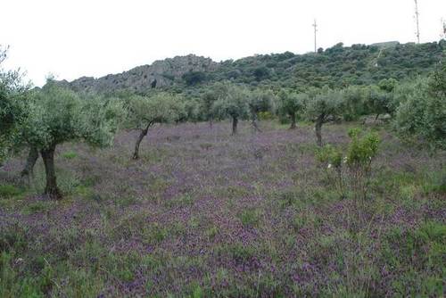 imagen 3 de Venta de finca con vivienda en Camino de la Zarza