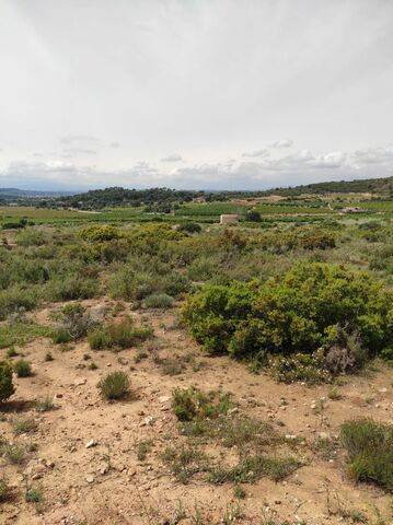 imagen 3 de Venta de finca rústica en Cheste (Valencia)