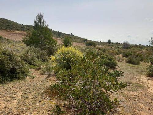 imagen 1 de Venta de finca rústica en Cheste (Valencia)