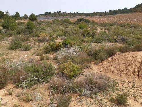 imagen 2 de Venta de finca rústica en Cheste (Valencia)