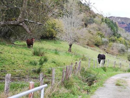 imagen 2 de Venta de finca rústica, pastizal en Cuerrias de Maza (Asturias)