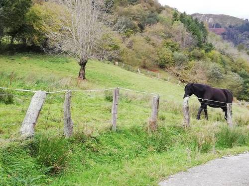imagen 3 de Venta de finca rústica, pastizal en Cuerrias de Maza (Asturias)
