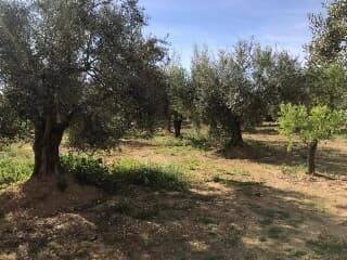 imagen 1 de Venta de finca rústica de olivos y almendros en Puerto Lumbreras (Murcia)