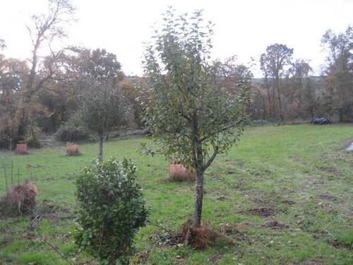 imagen 1 de Venta de fincas en Baamonde