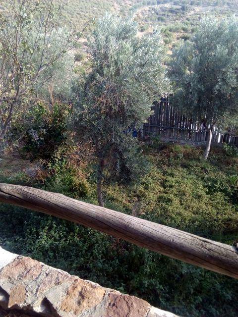 imagen 3 de Venta de finca rústica con cortijo en Vicar