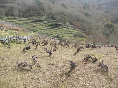 imagen 1 de Venta de viñedo en Ribeira Sacra
