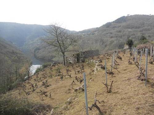 imagen 2 de Venta de viñedo en Ribeira Sacra
