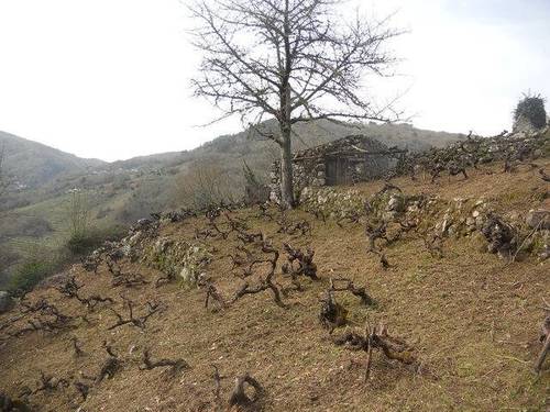 imagen 1 de Venta de viñedo en Ribeira Sacra