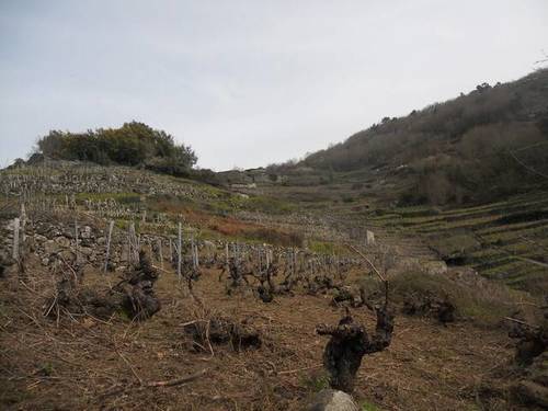 imagen 3 de Venta de viñedo en Ribeira Sacra