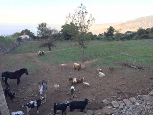 imagen 2 de Venta de finca en Palo Blanco