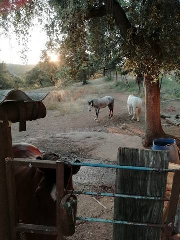 imagen 1 de Venta de finca ganadera en Cáceres
