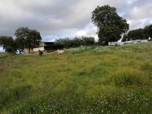 imagen 3 de Venta de finca ganadera en Cáceres