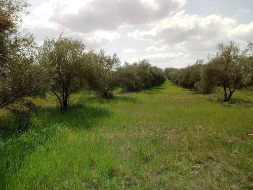 imagen 1 de Venta de finca de olivos en Hinojos (Huelva)