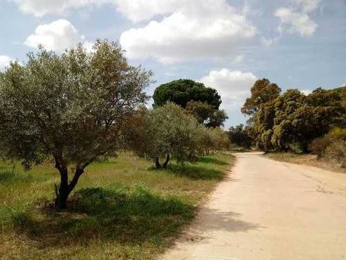 imagen 2 de Venta de finca de olivos en Hinojos (Huelva)