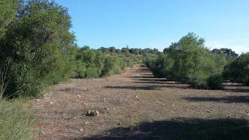 imagen 1 de Venta de finca rústica en Alcolea del río (Sevilla)
