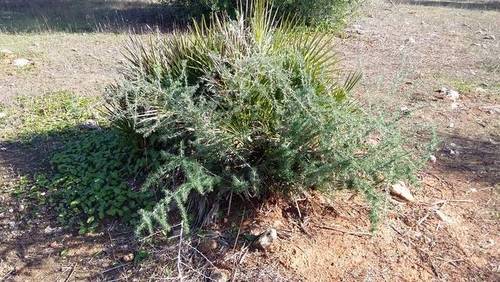 imagen 3 de Venta de finca rústica en Alcolea del río (Sevilla)