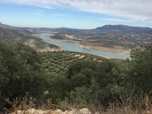 imagen 1 de Venta de finca de olivos en Córdoba