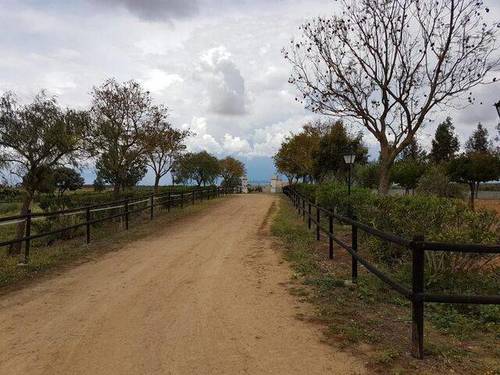 imagen 4 de Venta de finca de cortijo con cuadras en Carmona