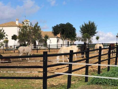 imagen 5 de Venta de finca de cortijo con cuadras en Carmona
