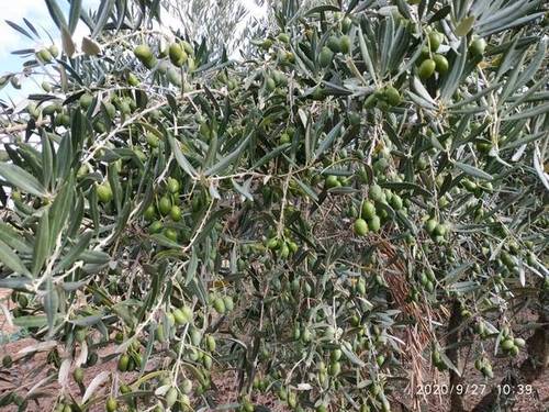 imagen 1 de Venta de finca en Calahorra (La Rioja)