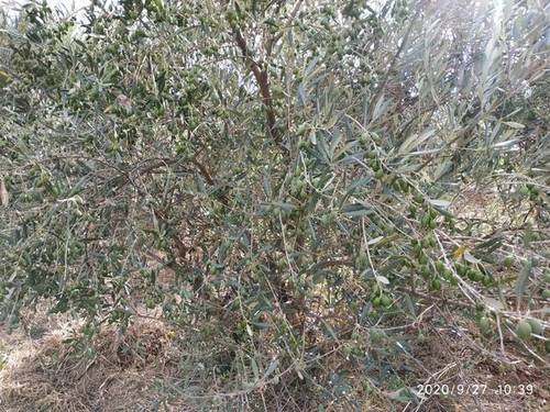 imagen 2 de Venta de finca en Calahorra (La Rioja)