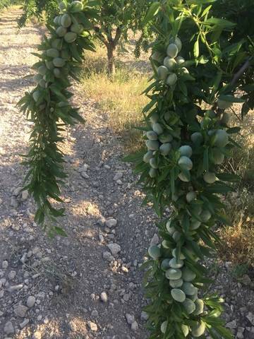 imagen 1 de Venta de finca de almendros en ecológico en Hellín (Albacete)