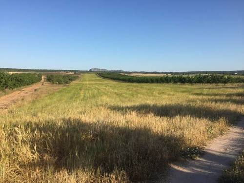 imagen 2 de Venta de finca de almendros en ecológico en Hellín (Albacete)