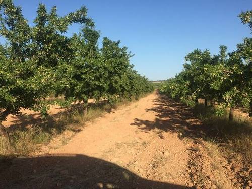 imagen 3 de Venta de finca de almendros en ecológico en Hellín (Albacete)