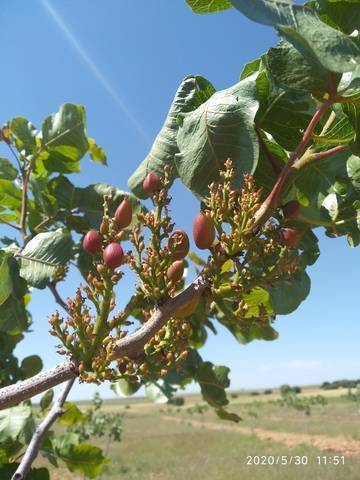 imagen 2 de Venta de finca pistachos en ecológico