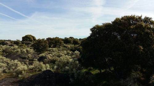 imagen 5 de Venta de finca agrícola y ganadera en Aldea del Cano (Cáceres)