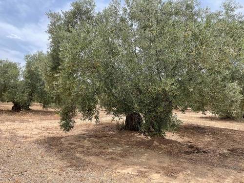 imagen 1 de Venta de olivar en Linares Baeza (Jaén)