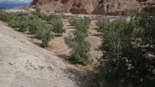 imagen 2 de Venta de finca de olivos en Almería