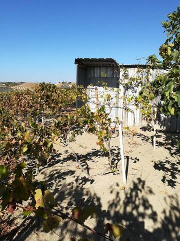 imagen 1 de Venta de viña en Torreperogil