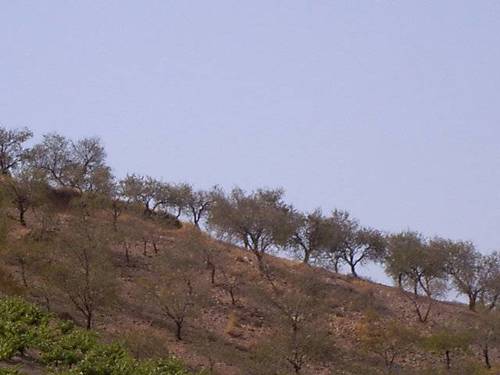 imagen 4 de Venta de cortijo en Castaras (Granada)
