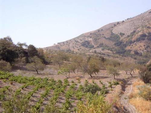 imagen 3 de Venta de cortijo en Castaras (Granada)
