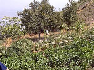 imagen 5 de Venta de cortijo en Castaras (Granada)