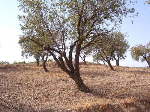 imagen 2 de Venta de cortijo en Castaras (Granada)